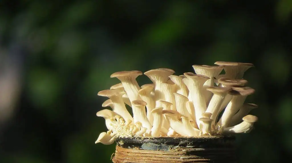 Exploring the Path: How Long for Shrooms to Kick In? 3 how do mushrooms grow