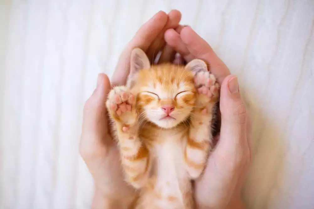 How Long Do Indoor Cats Live? Everything You Need to Know 5 How long do indoor cats live