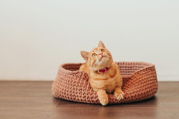 How long do indoor cats live