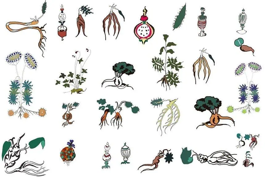 The Voynich Manuscript