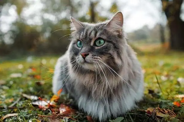 How long do indoor cats live