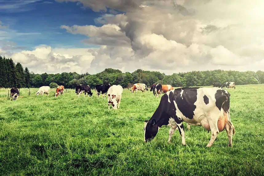 Live an Eco-Friendly Lifestyle With These Sustainable Switches 1 Food grazing by cows