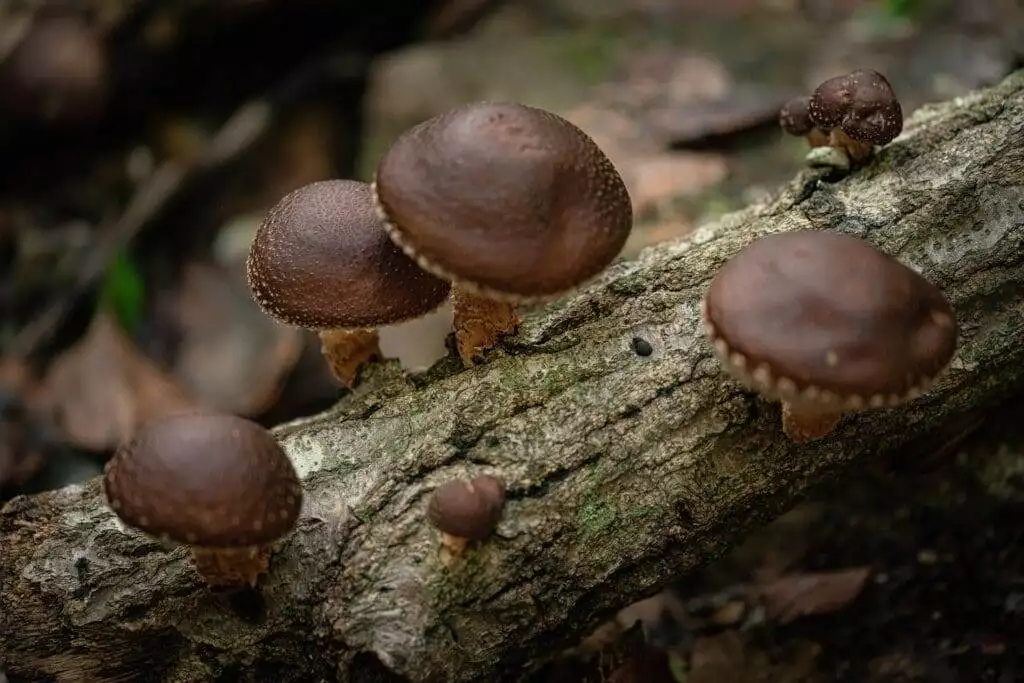 Exploring the Path: How Long for Shrooms to Kick In? 2 Exploring the Path: How Long for Shrooms to Kick In? 1
