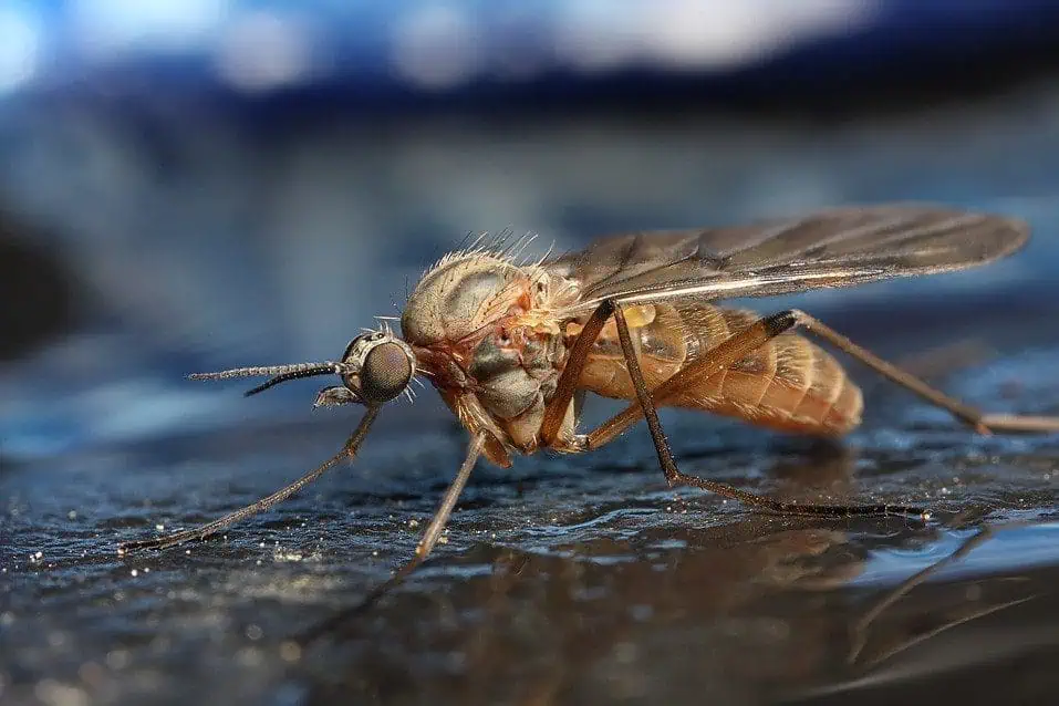 How to Get Rid of Gnats Indoors? 10 Easy Ways 4 HOW TO GET RID OF GNATS INDOORS?