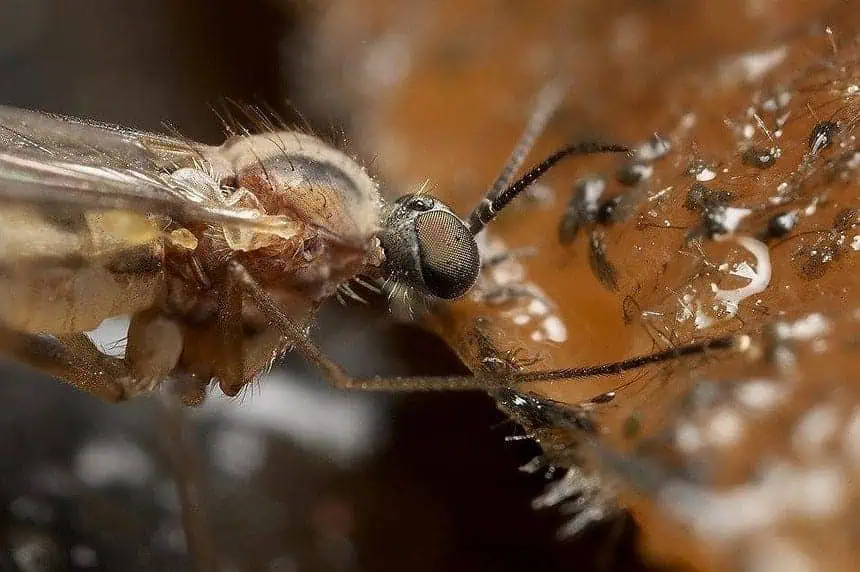 How to Get Rid of Gnats Indoors? 10 Easy Ways 1 How to Get Rid of Gnats Indoors? 10 Easy Ways 1