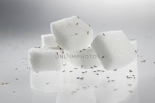 How to Get Rid of Sugar Ants - 6 Simple Remedies For You!