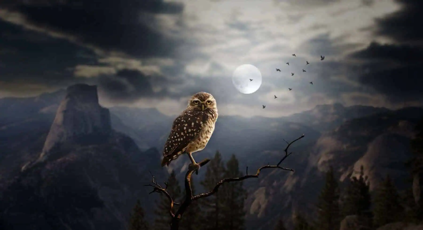 https://pixabay.com/illustrations/owl-night-moon-owl-in-night-sky-2320703/