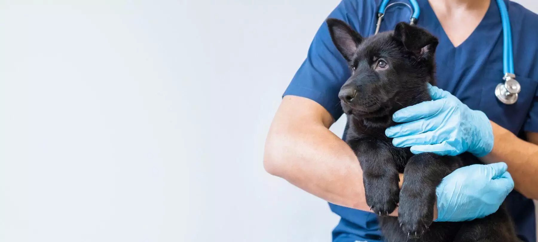 What to Do when A Dog Is Shaking with Fear: 7 Ways to Calm Them Down 6