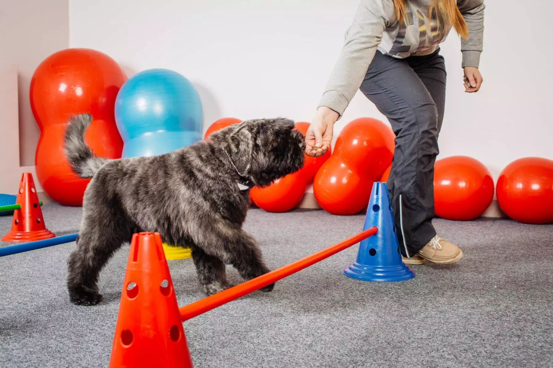 What to Do when A Dog Is Shaking with Fear: 7 Ways to Calm Them Down 7