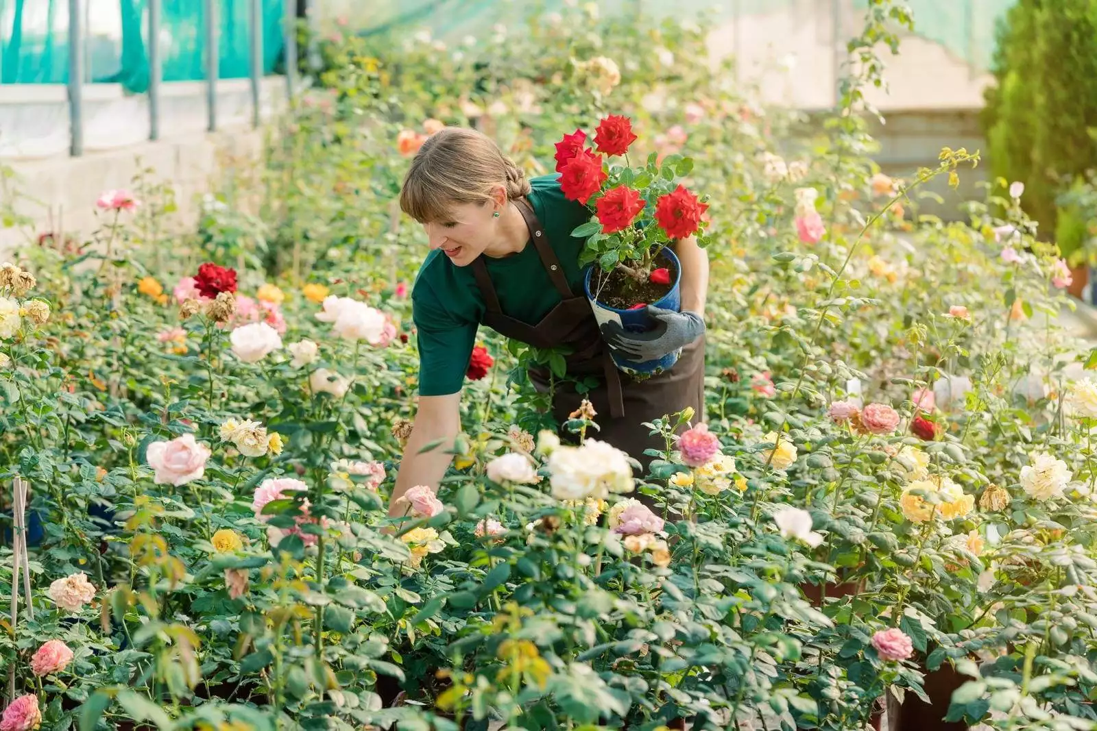 How Long Can Roses Go Without Water? 3