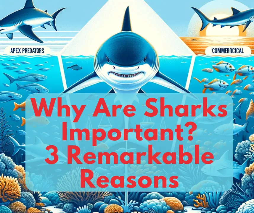 Importance of Sharks in Marine Ecosystem Infographic
