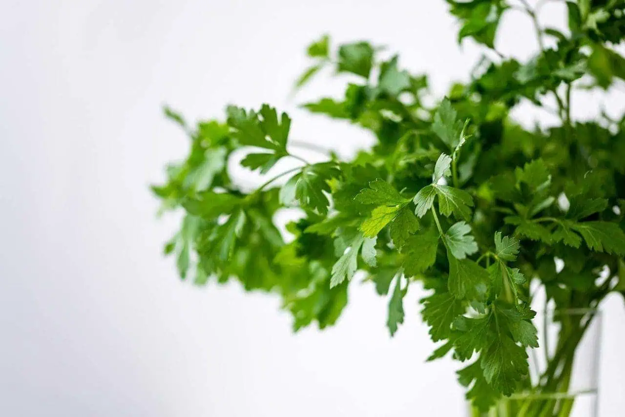 How to keep cilantro fresh