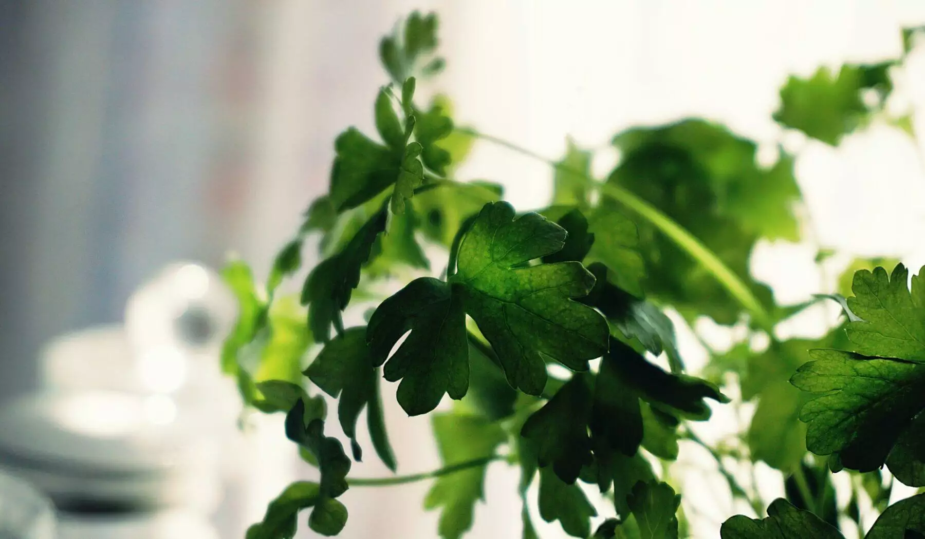 Fresh Green Cilantro Leaves
