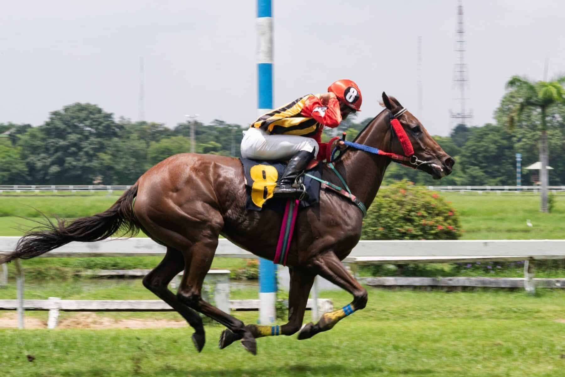 Guy riding on the horse