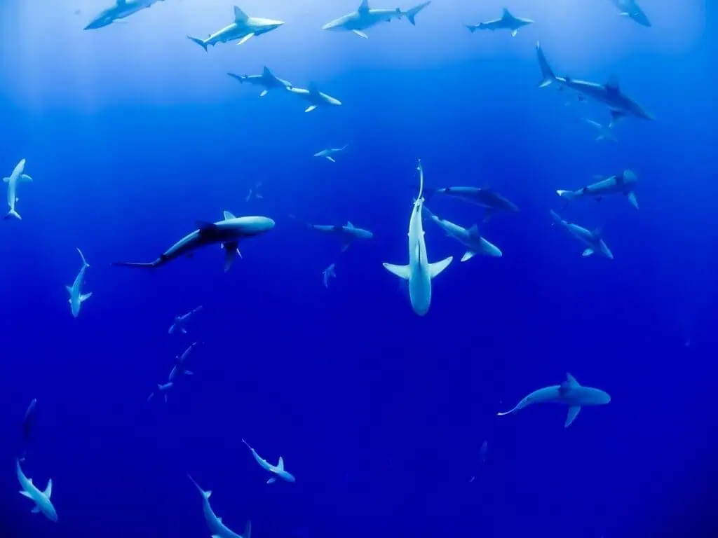 Why are sharks important ?