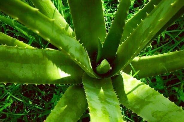 Watering Aloe Vera from the Top or Bottom?