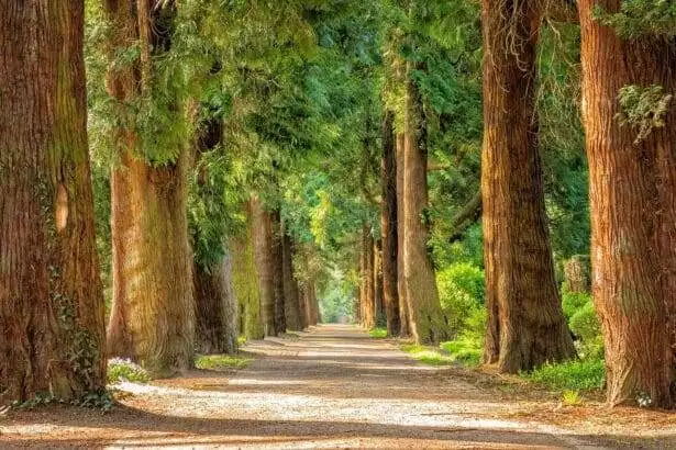 Afforestation meaning, harms and approaches