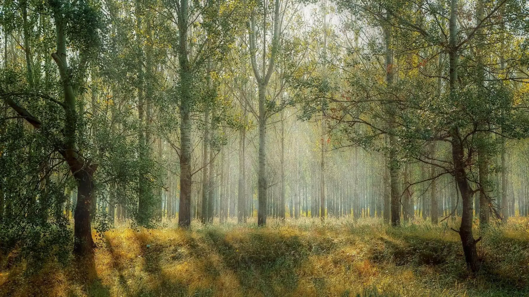 Exploring the Meaning and Benefits of Afforestation 3 Afforestation Meaning, Harms and Approaches