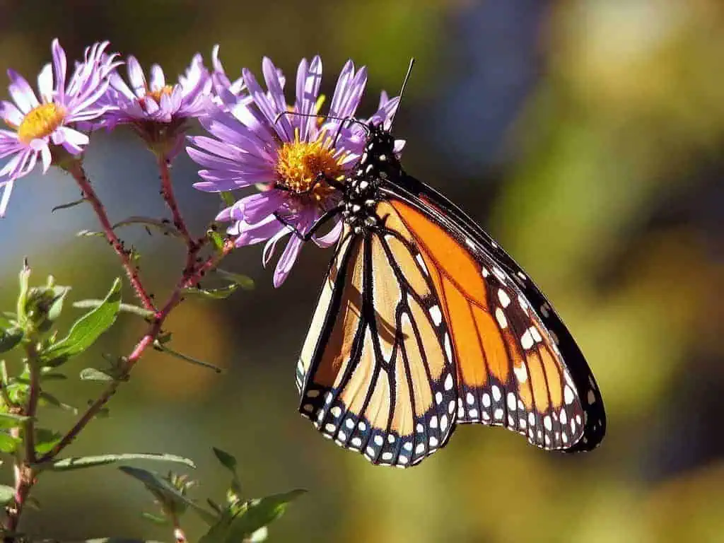 The Meaning of a Butterfly Tattoo: A Journey into Symbolism and Personal Growth 2 Afforestation Meaning, 9 Reasons Why It is Needed