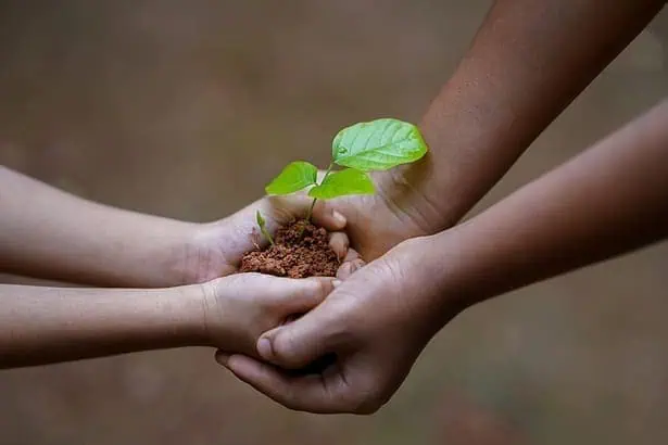 Planting Trees
