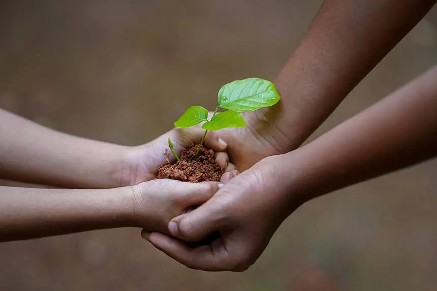 BCCI Planting 500 Trees for Dot Balls in IPL Playoffs! 1 Planting Trees