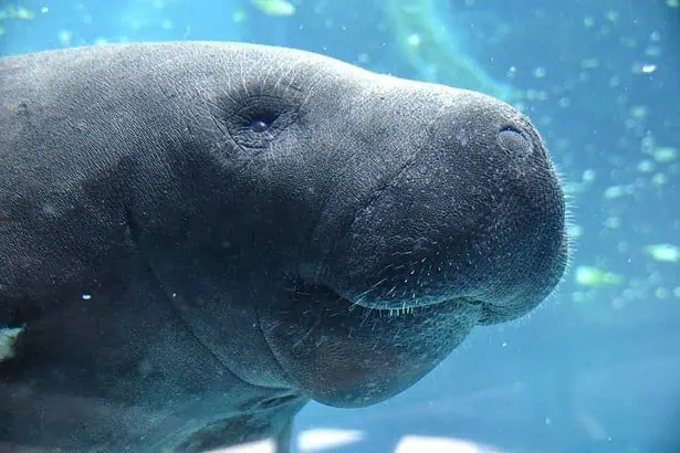 Tour the Crystal River and Swim with Manatees in Orlando