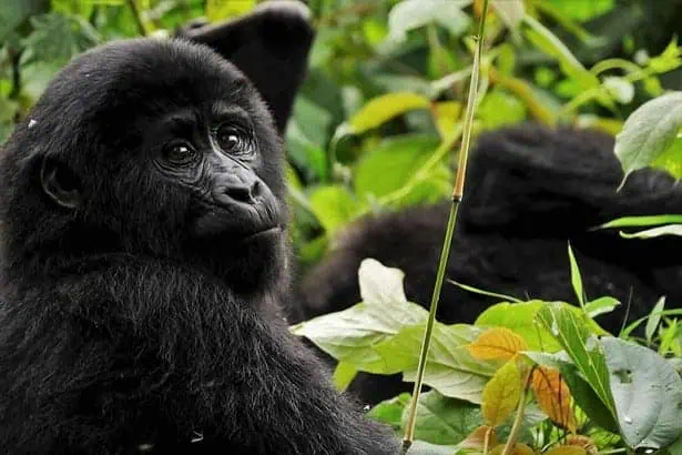 101 Guide on What Do Gorillas Eat?