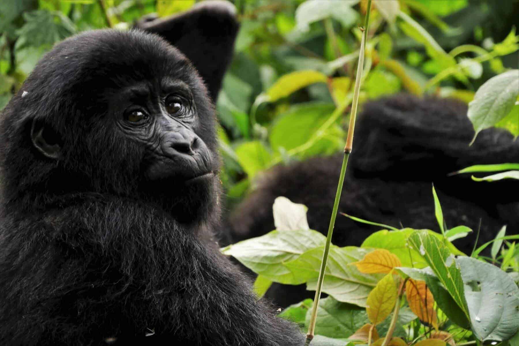 Home Icy 46 101 Guide on What Do Gorillas Eat?