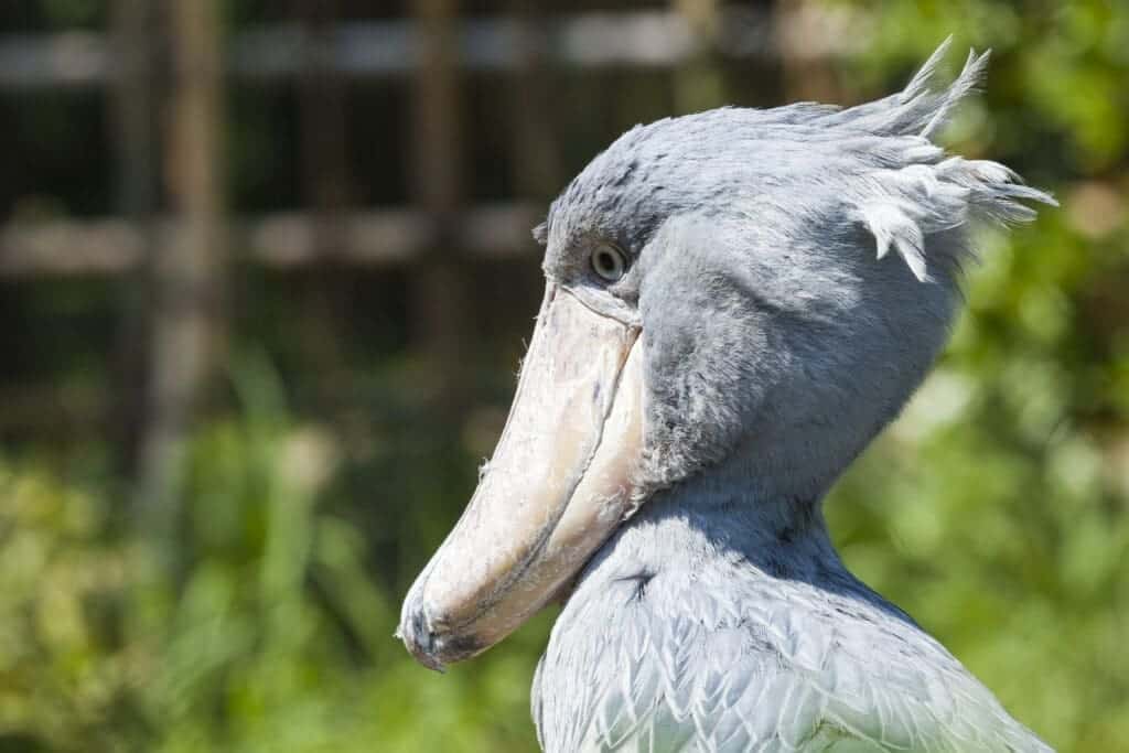 The Largest Bird In The World
