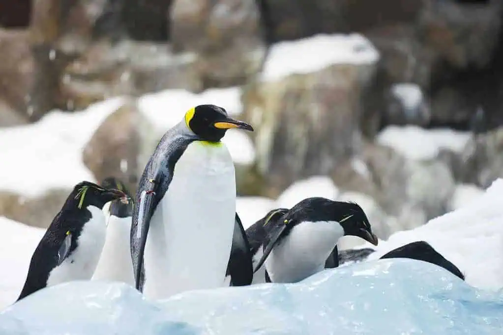Do Penguins Have Knees? A Look at Anatomy and the Mystery of Waddling 3 do penguins have knees