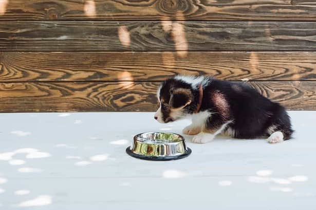 How much water should a puppy drink