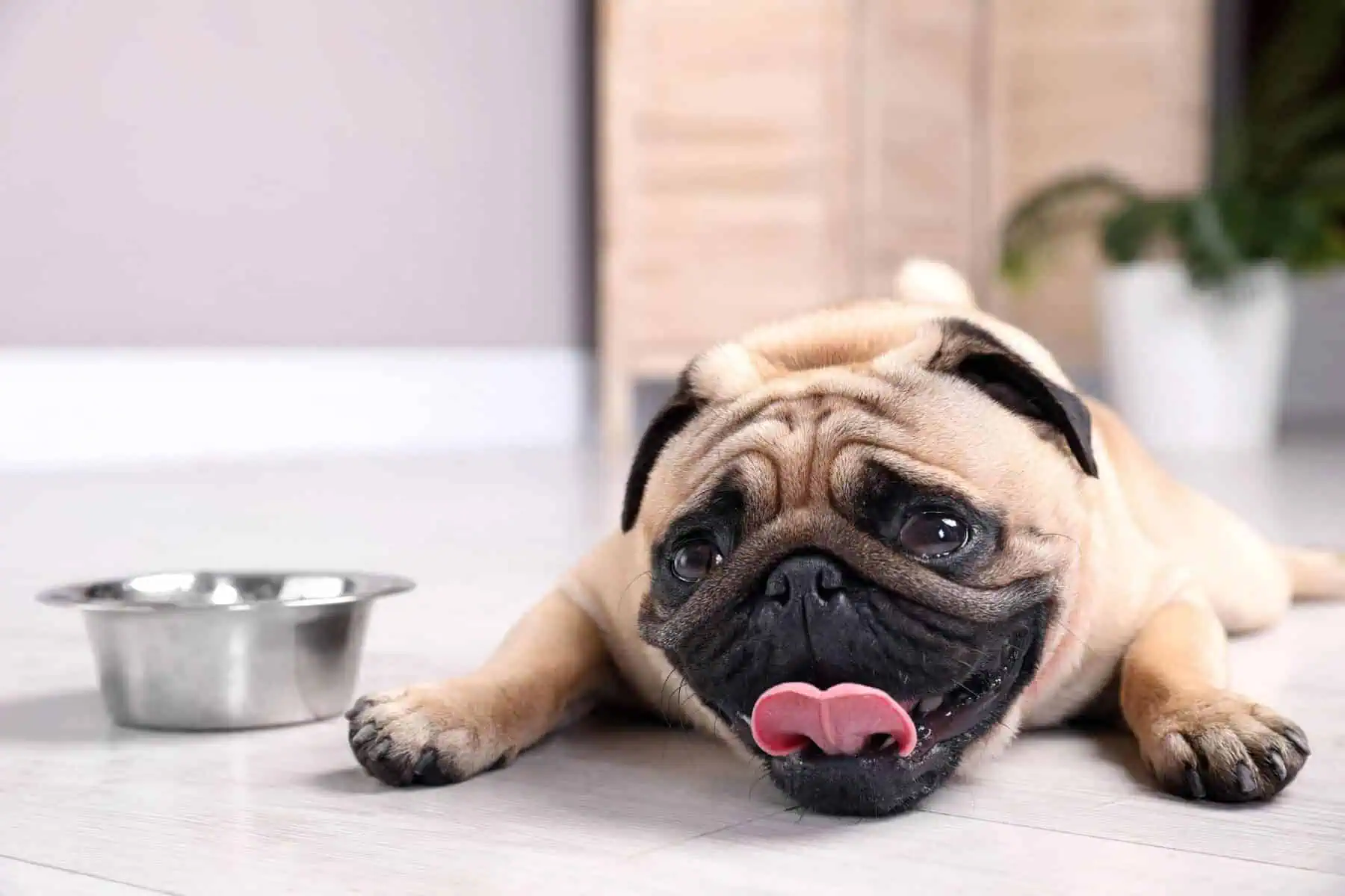 8 Crucial Things to Know About a Puppy's Water Consumption 5 How Much Water Should a Puppy Drink