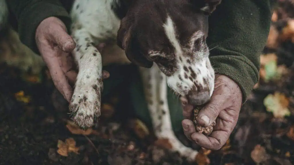 What do truffles taste like