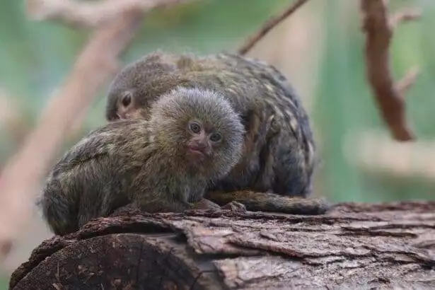 Smallest Animals in the world