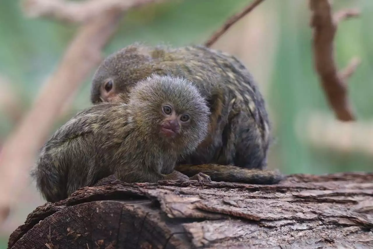 Smallest Animals in the world