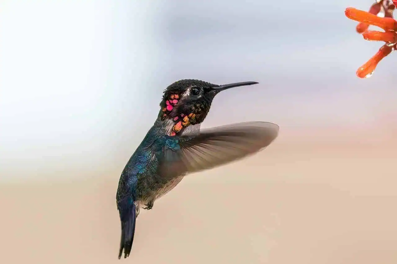 The World's Most Minuscule Animals: The Smallest Creatures on Earth 2 Bee Hummingbird - Smallest animal in the world
