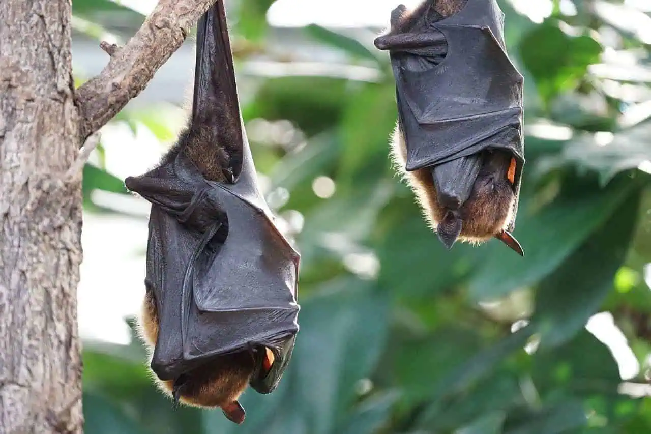 The World's Most Minuscule Animals: The Smallest Creatures on Earth 5 Bat