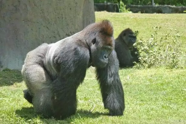 Skip the Queue and Explore the Famous Miami Zoo Today!