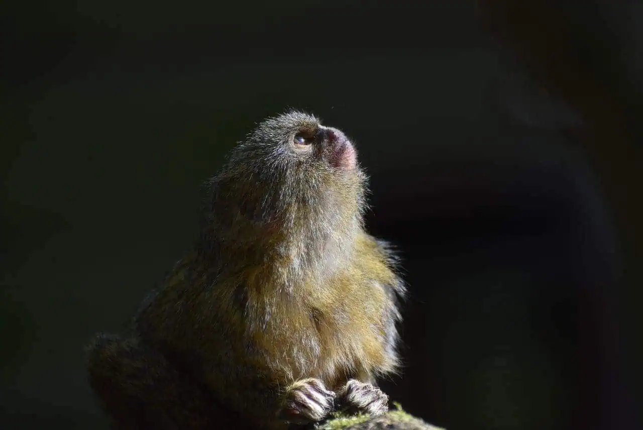 The World's Most Minuscule Animals: The Smallest Creatures on Earth 4 Marmoset