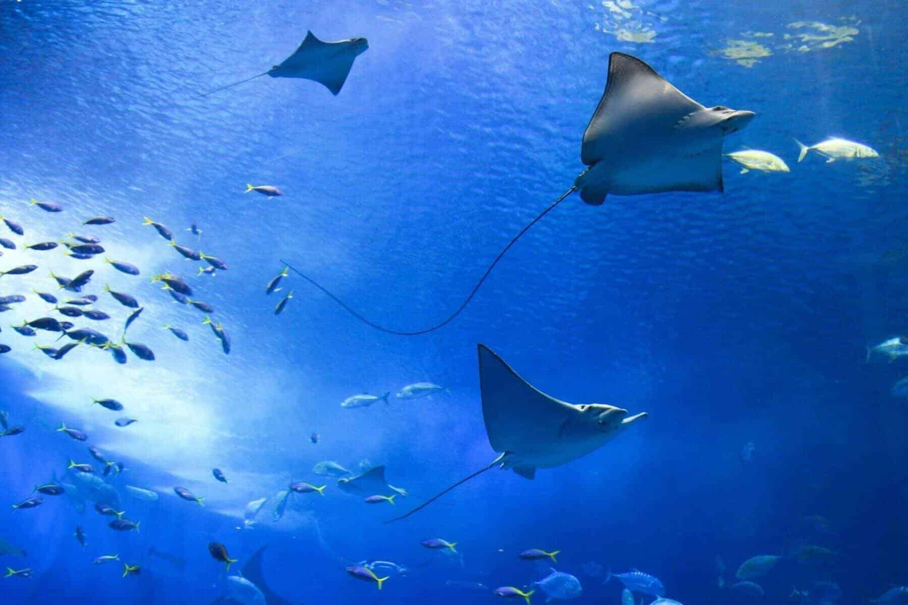 Home Icy 47 Discover the Highlights of SeaQuest in Las Vegas Today!