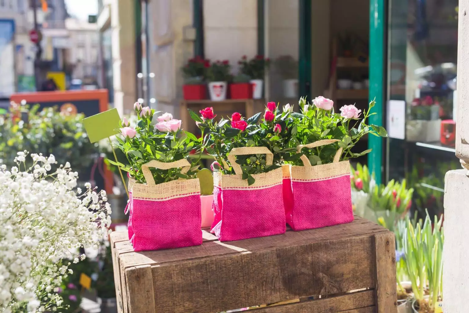 Amazing vibrant plants for sale