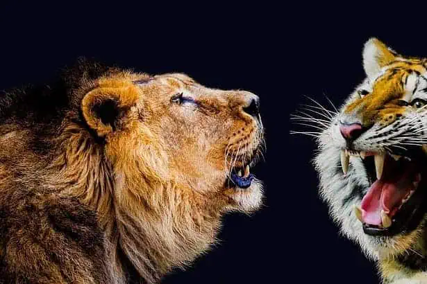 Can a Tiger and a Lion Mate?