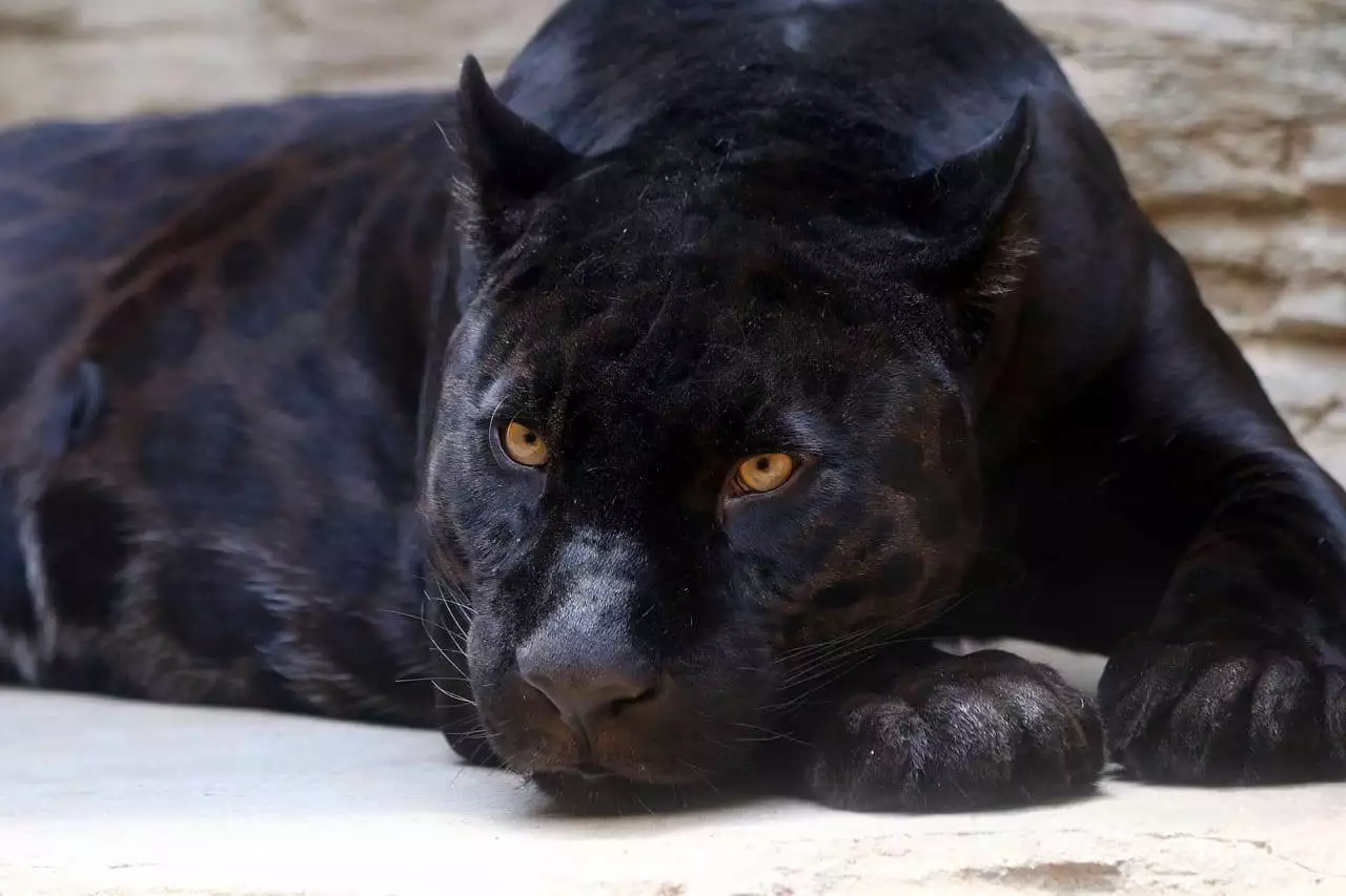 Can a Tiger and a Lion Mate?