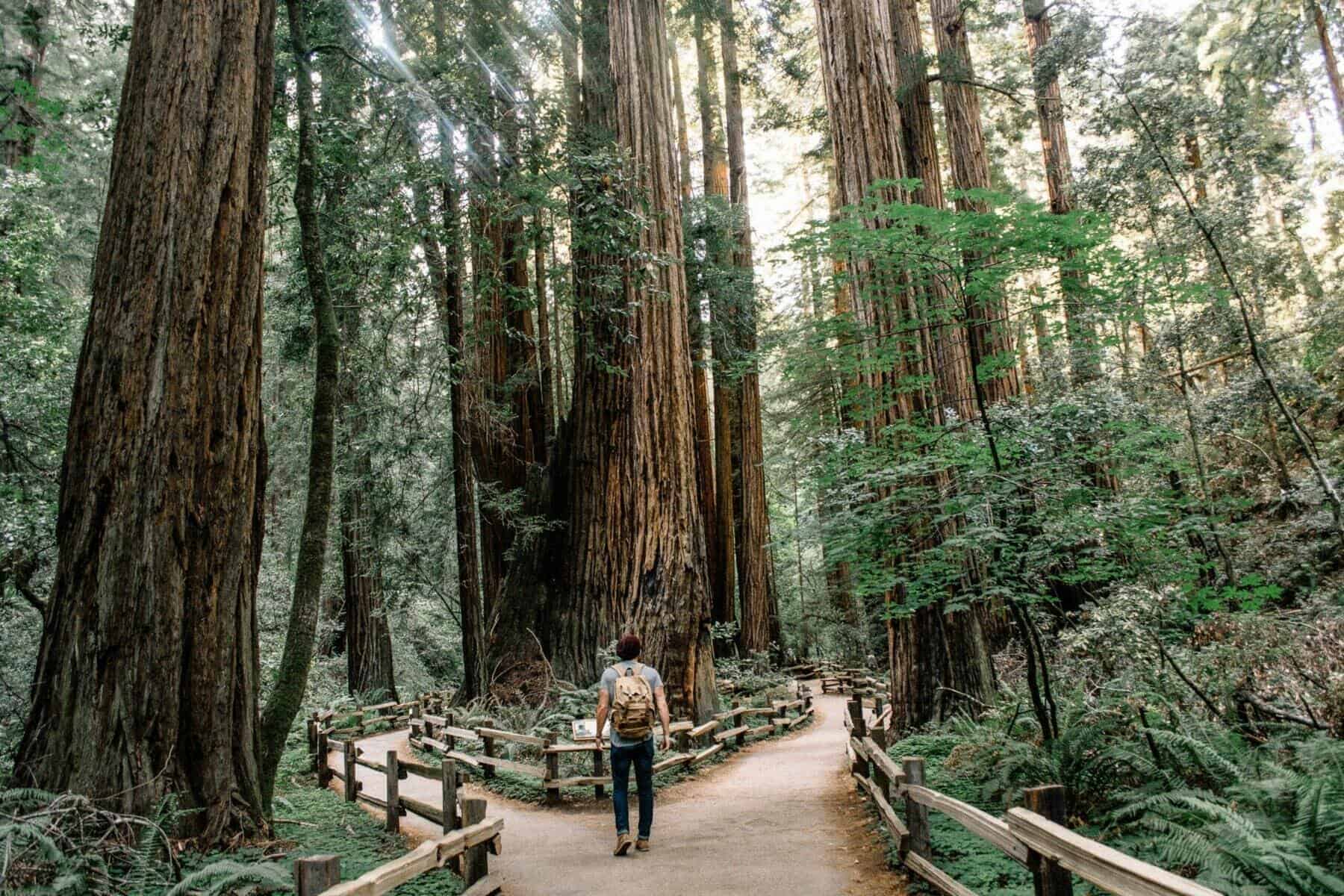 The Muir Woods & Sausalito Tour Awaits in San Francisco!