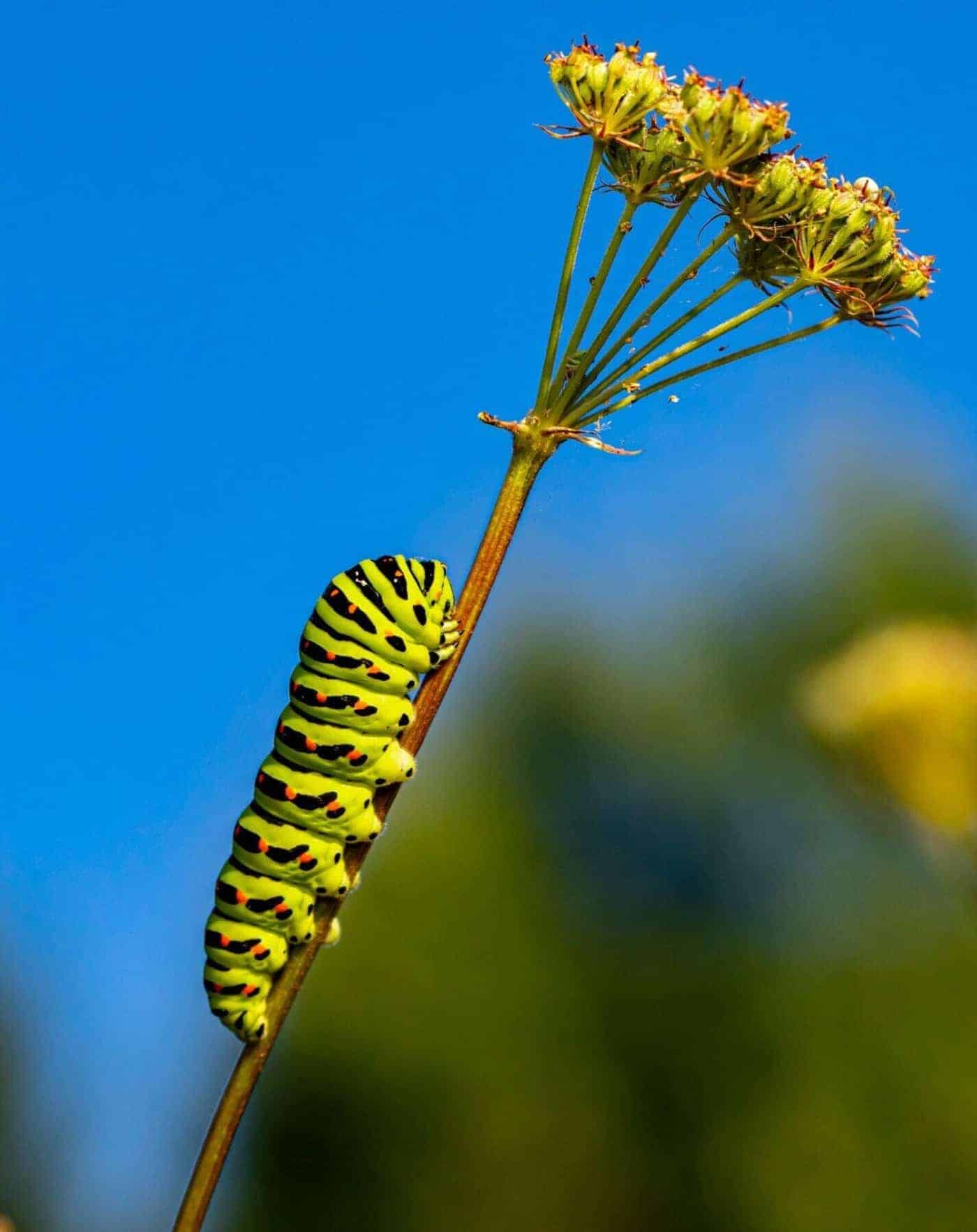 what do caterpillars eat