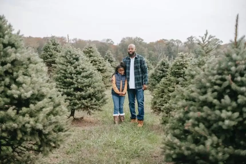Christmas tree farm