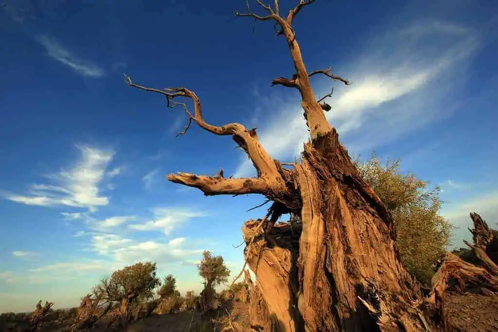 dead tree