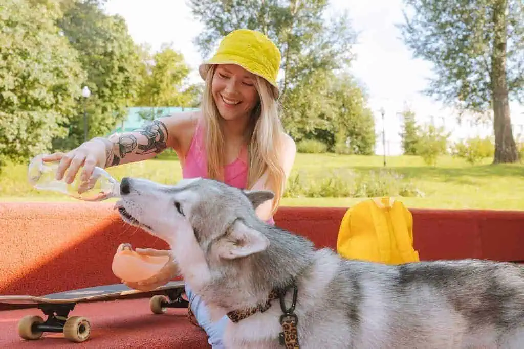 how long can a dog go without water 
