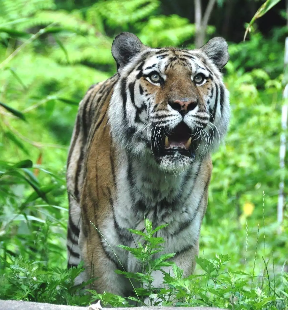 Can a Tiger and a Lion Mate?