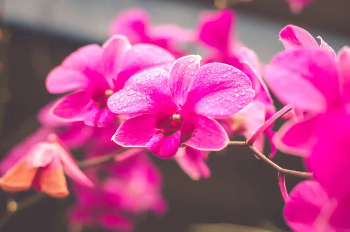 Mastering Orchid Care: How to Water Orchids with Ice Cube? 5 Mastering Orchid Care: How to Water Orchids with Ice Cube? 1